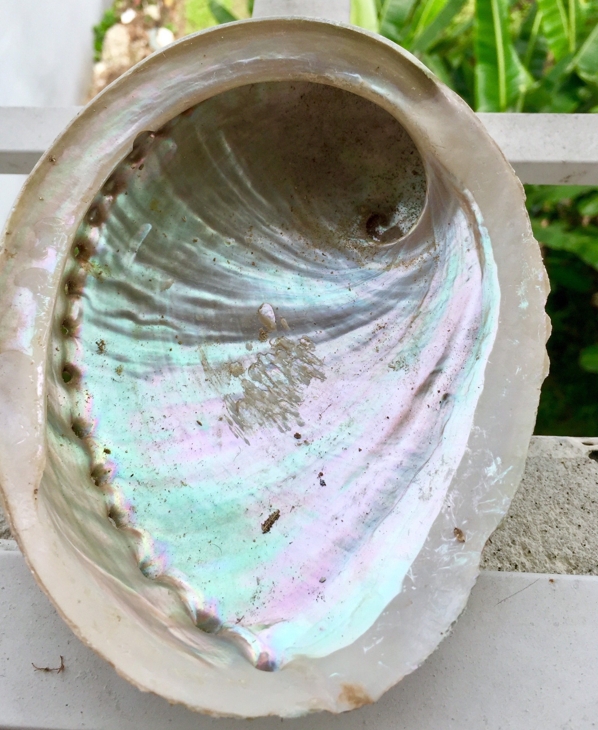 DIY Home Decoration Natural Conch Craft Sea Beach Abalone Shell Handcrafted Material - Natural crafts WS0084587176063