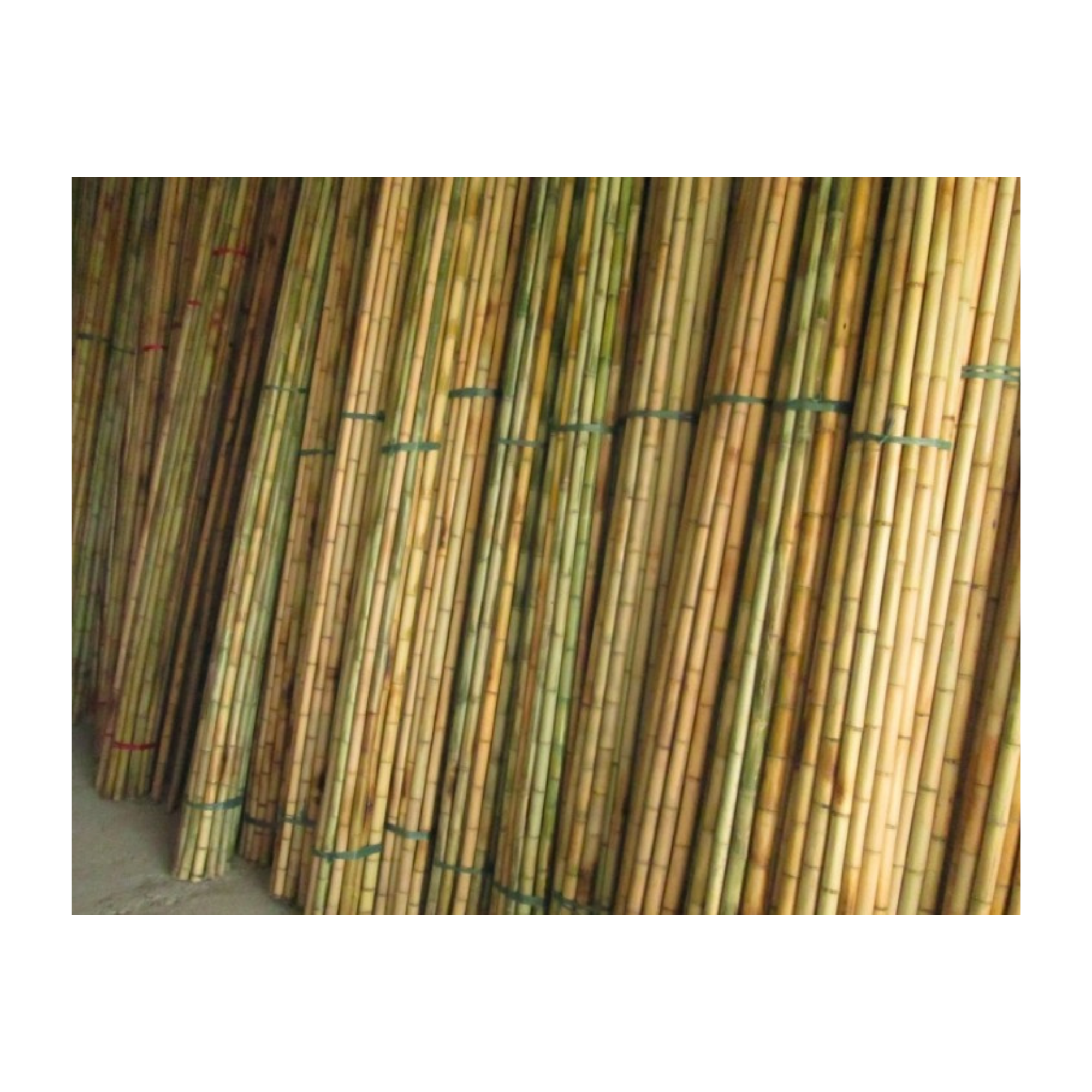 Amazing Bamboo poles sticks wholesale price Raw Bamboo Poles for Gardening and Decoration Bamboo Pole