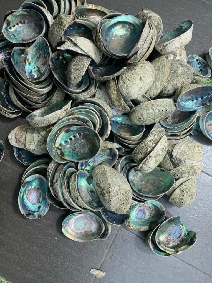 Natural Sea Snail Craft Sell Natural Triton shell/ Snail shells / Abalone sea shell for decoration, handicrafts