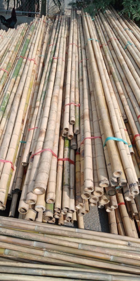 Amazing Bamboo poles sticks wholesale price Raw Bamboo Poles for Gardening and Decoration Bamboo Pole