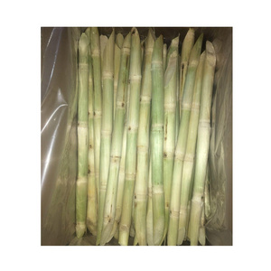 FROZEN SUGARCANE STICK BEST PRICE FROZEN SUGAR CANE FOR WHOLESALER HIGH STANDARD FOR EXPORT