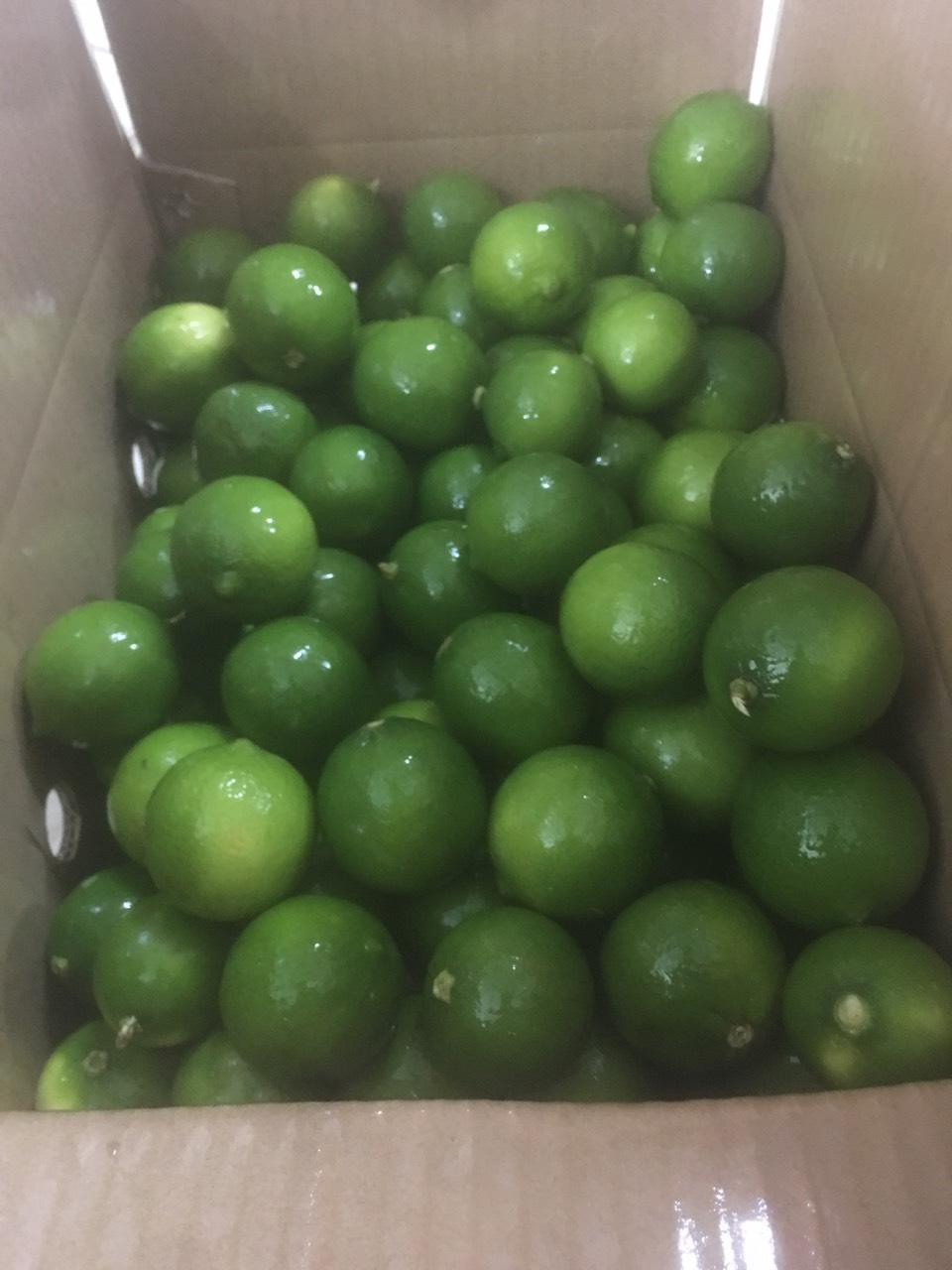 Hot sale Fresh Citrus Fruit SEEDLESS LIME FOR EXPORT WITH CHEAP PRICE