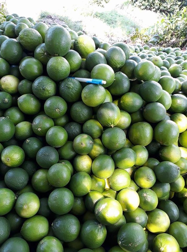 Vietnam Fresh Fruit/ Citrus Fruits for exporting  Green Seedless lime WA 84327076054