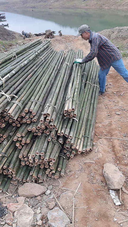 Factory Directly Dried Bamboo Cane Stick / Vietnam Agricultural Large Garden Bamboo Poles Price Large Materials 0084817092069 WS