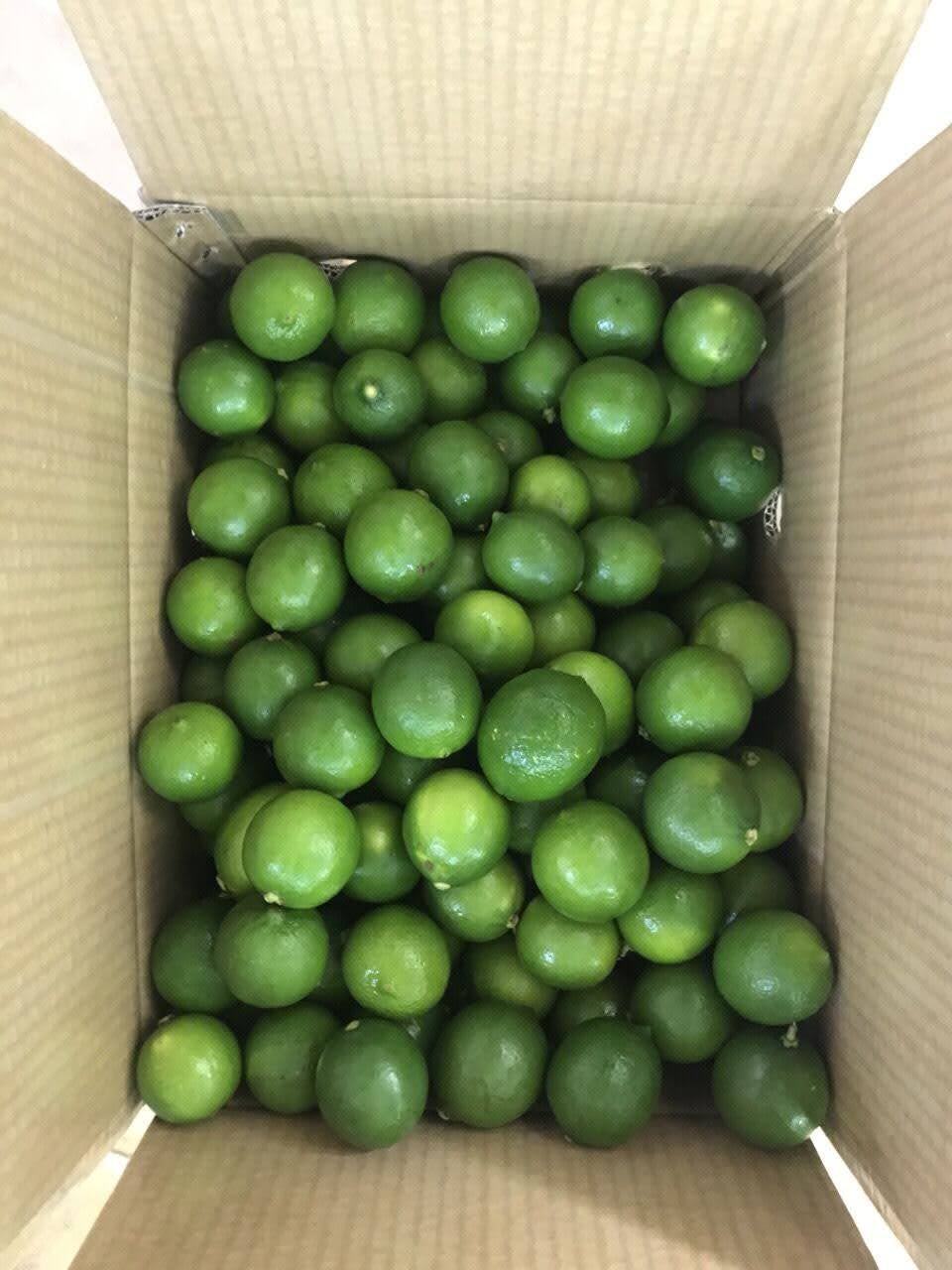 Fresh natural Green Seedless lime for exporting taste sour Fresh Citrus Fruit