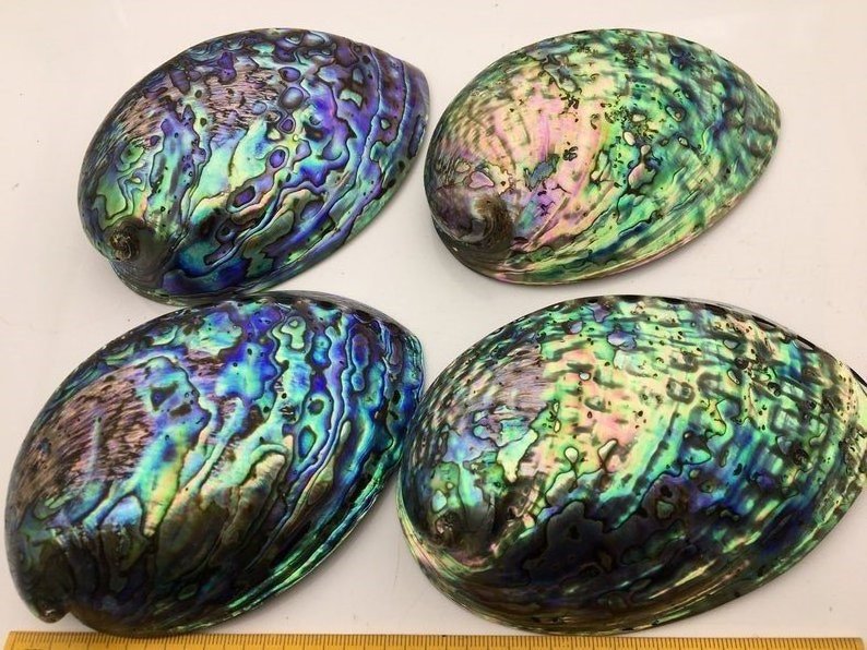 High Quality Abalone Shell for Bowl Gift and Decoration Abalone Shell for Incense and Cleansing Colorful Abalone Shells Sage Dis