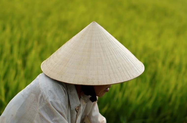 Wholesale Bamboo Conical Hat  High Quality And Best Price From 99 Gold Data