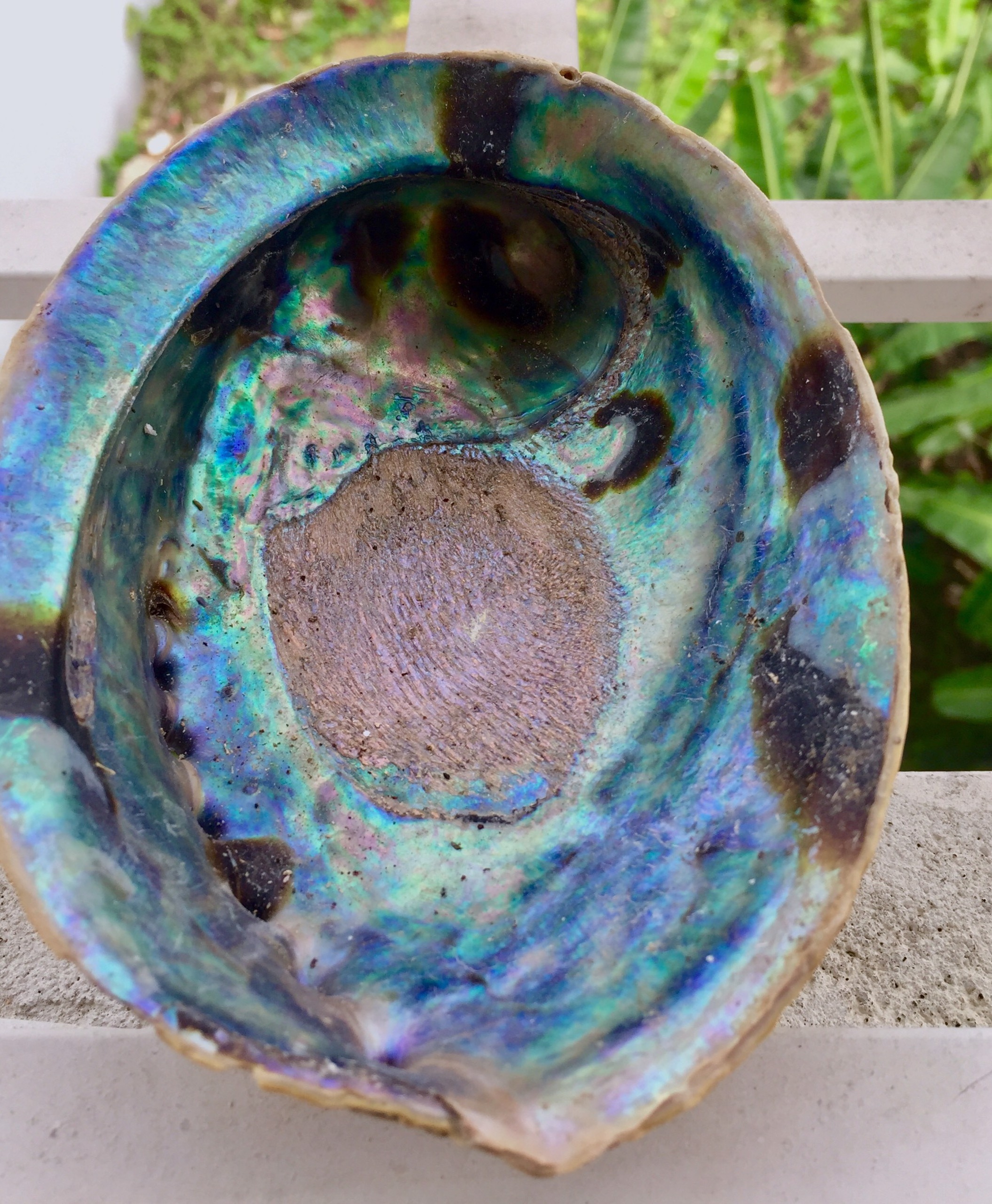 DIY Home Decoration Natural Conch Craft Sea Beach Abalone Shell Handcrafted Material - Natural crafts WS0084587176063