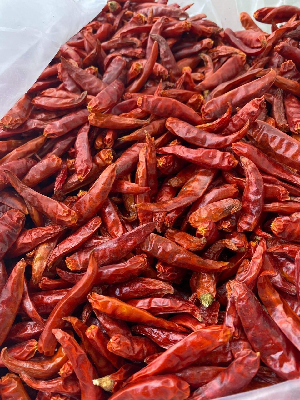 Exported Dried Whole Chili Pepper For Spices Kitchen/ Dried Red Chilli Premium Quality For Export