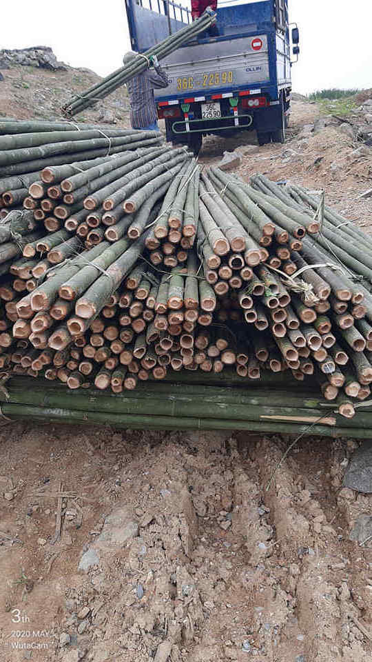 Factory Directly Dried Bamboo Cane Stick / Vietnam Agricultural Large Garden Bamboo Poles Price Large Materials 0084817092069 WS