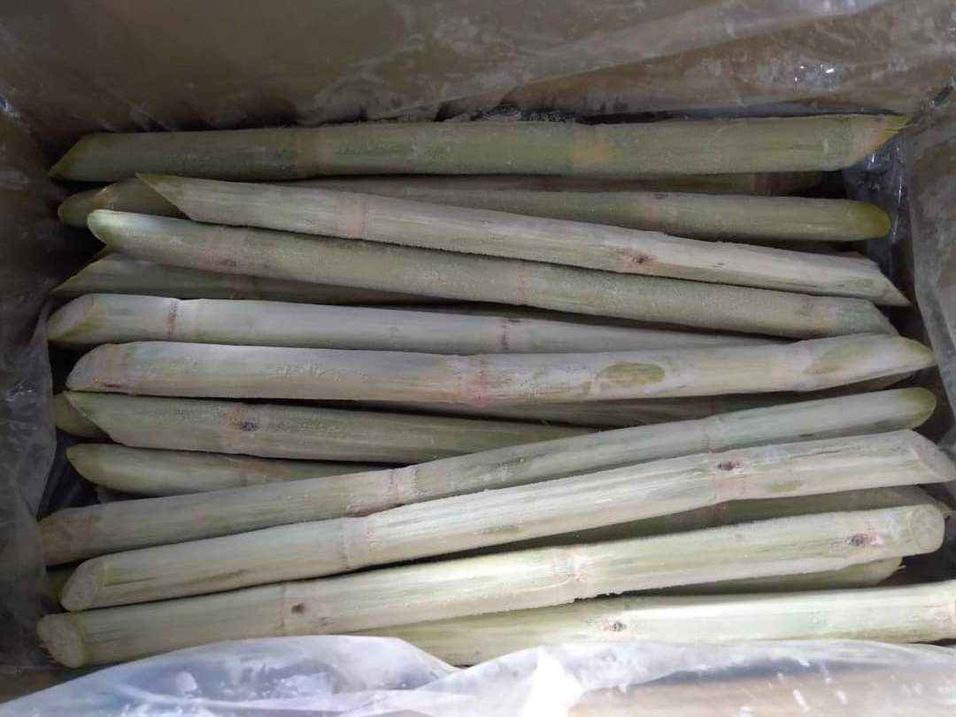 Fresh sugarcane Organic HIGH QUALITY - LOW PRICE Wholesale Fresh Sweet Frozen Sugar Cane made in Vietnam