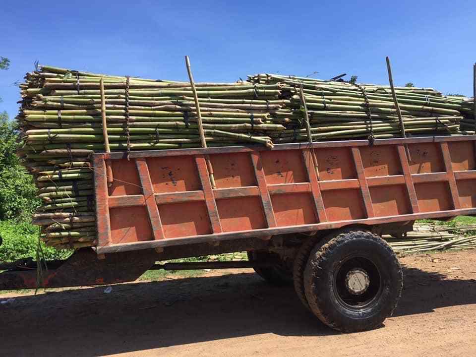 Factory Directly Dried Bamboo Cane Stick / Vietnam Agricultural Large Garden Bamboo Poles Price Large Materials 0084817092069 WS