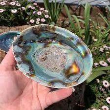 wholesale abalone shell - nice sea shell - polished abalone shell from Vietnam for export +99 GOLD DATA WS