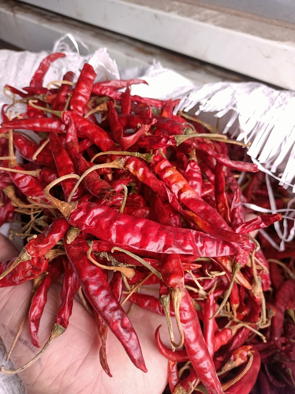 Exported Dried Whole Chili Pepper For Spices Kitchen/ Dried Red Chilli Premium Quality For Export