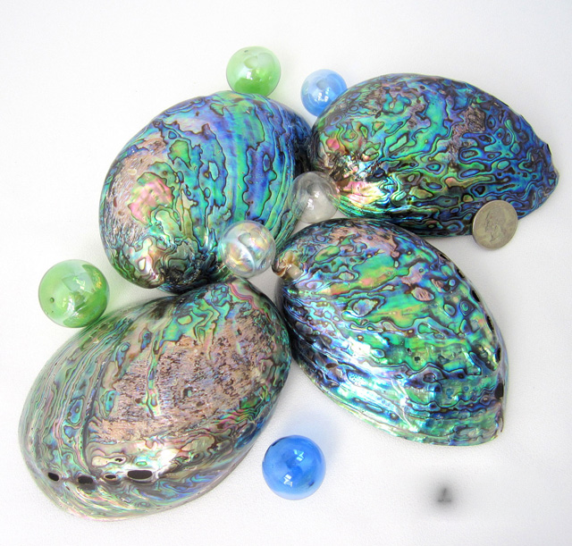 Wholesale Bulk of Polished Abalone Sea Shell Sage Smudging Bowl Healing Home Decor (WS0084587176063)