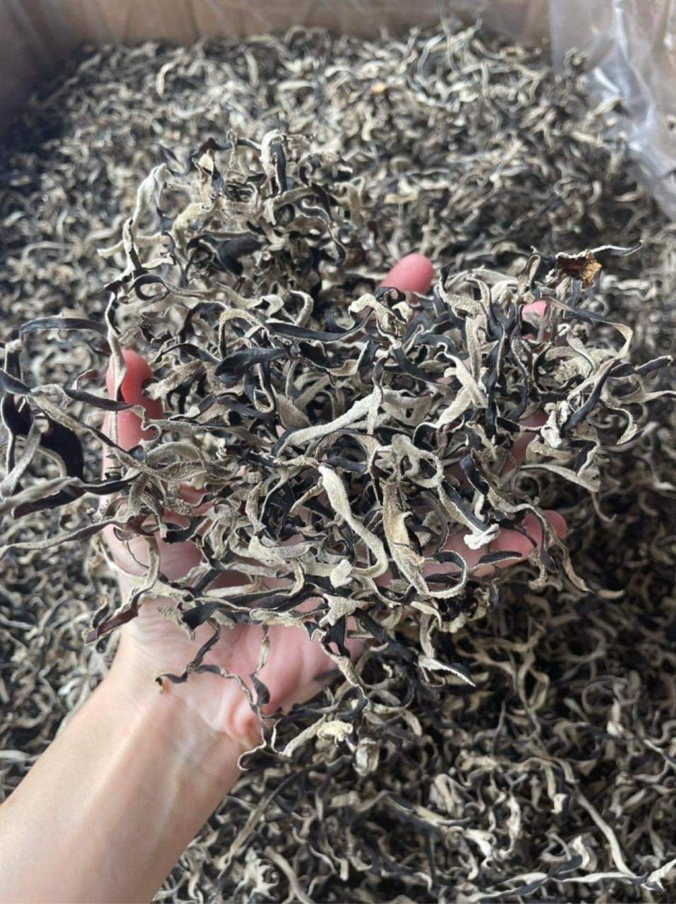 Bulk Wholesale High Quality Dried Oyster Mushroom Vietnamese Organic Dried Oyster Mushroom Shiitake Mushroom at Cheap price