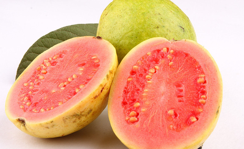 Guava Seed Oil Global Exporters or Suppliers