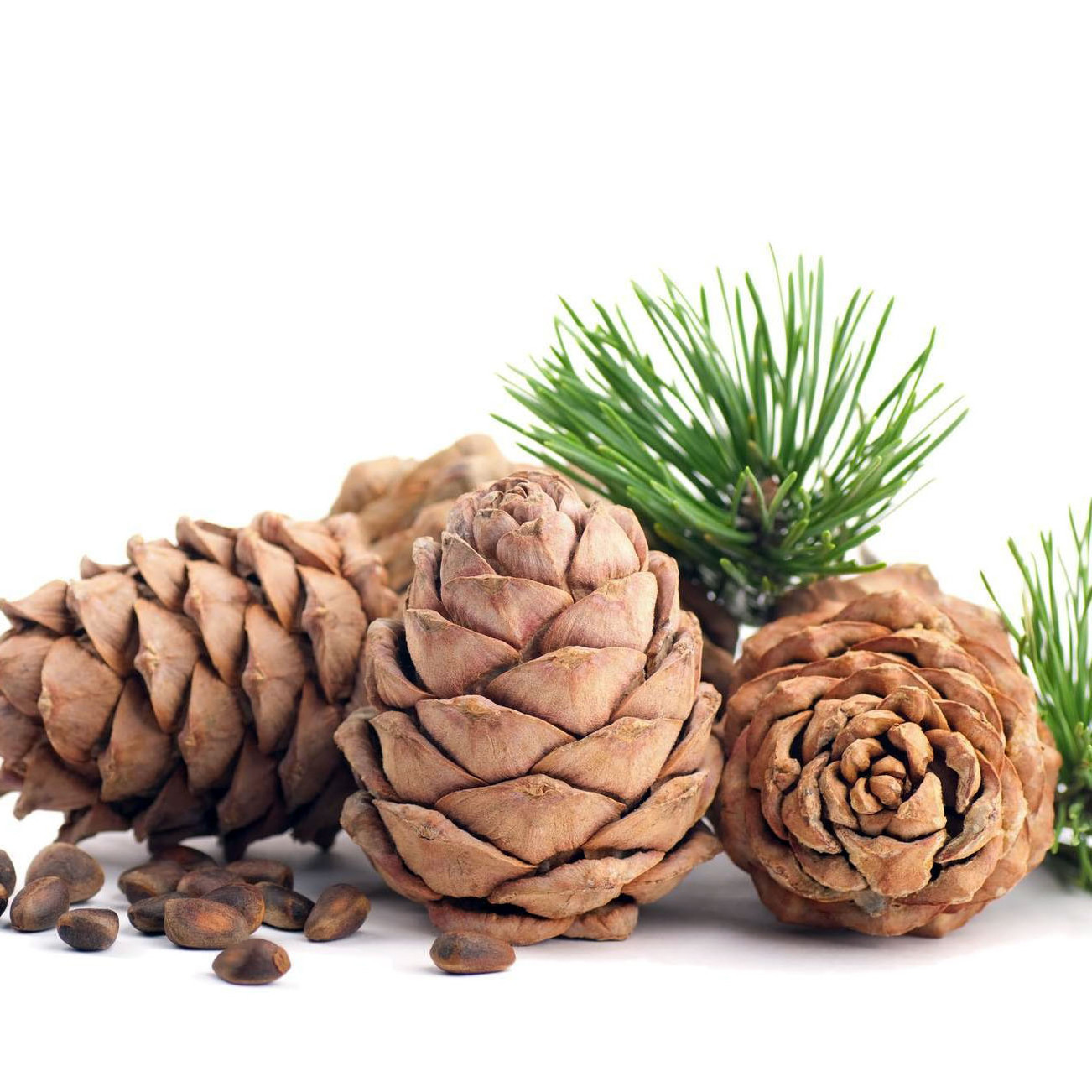 Top Cedarwood Essential Oil Suppliers at bulk prices