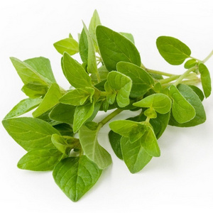 Top Grade Oregano essential Oil Wholesale Supply at low price