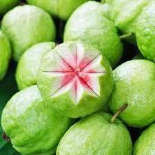 Guava Seed Oil Global Exporters or Suppliers