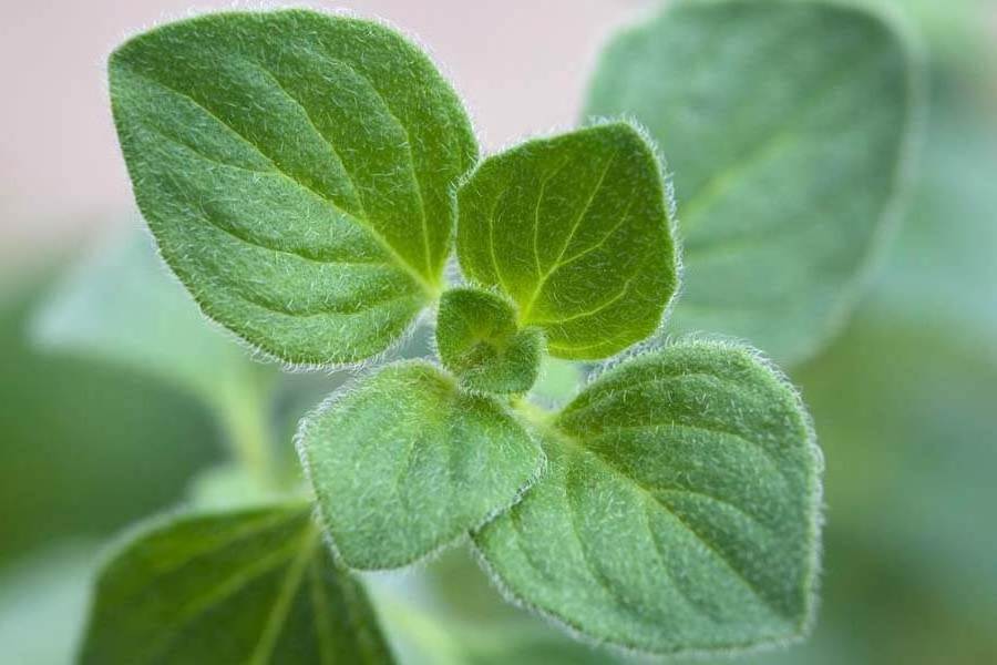 Top Grade Oregano essential Oil Wholesale Supply at low price