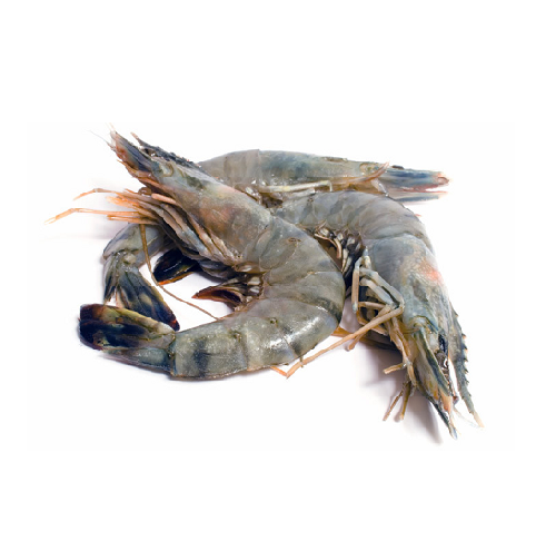 Black Tiger Shrimp Fresh 100% High Quality Export Oriented Frozen Shrimp from Bangladesh 150gm Kg Flavored from BD 10TONS