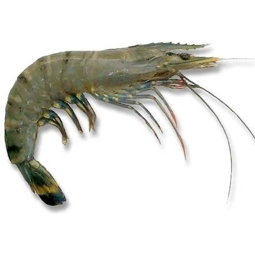 Black Tiger Shrimp Fresh 100% High Quality Export Oriented Frozen Shrimp from Bangladesh 150gm Kg Flavored from BD 10TONS