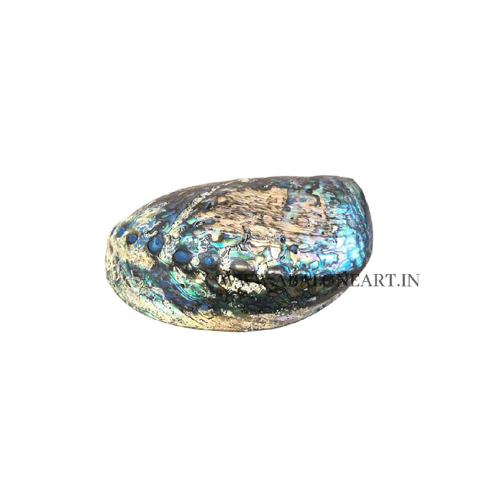 Green Abalone Shell 100% Natural Decorative Showpiece Handicraft Artifact Abalone Shell Manufacturer