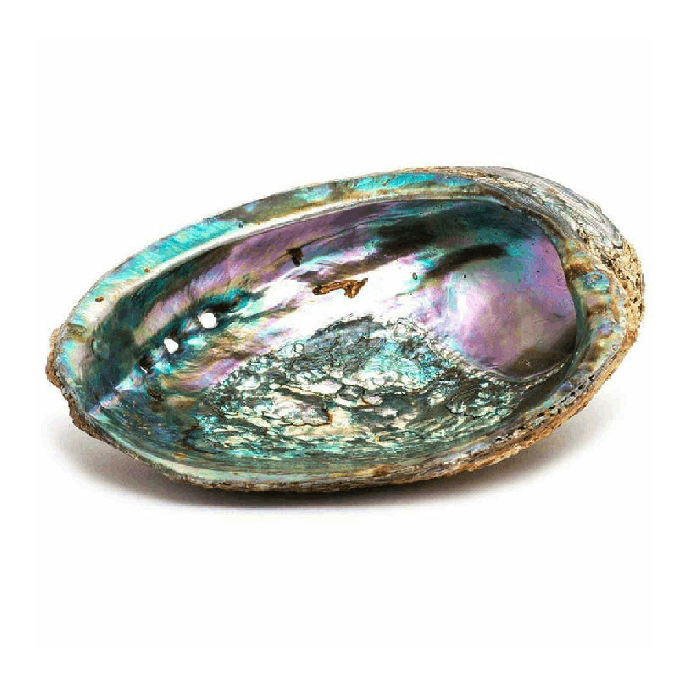 Green Abalone Shell Natural Polished Green Abalone Sea Shell One Side Polished 5 to 6 inch Wholesale High Quality