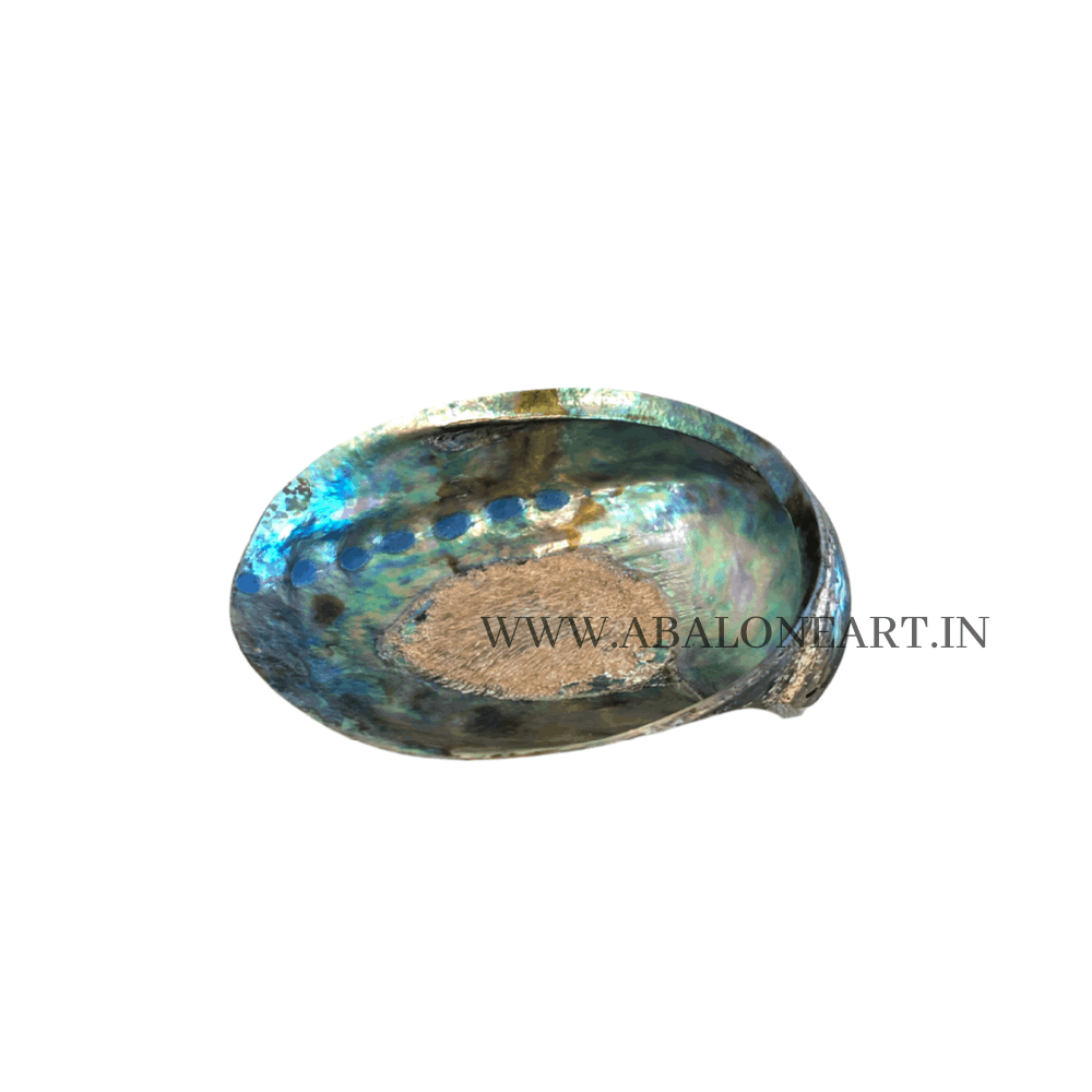 Green Abalone Sea Shell One Side Polished 5 to 6 Inch 100% Natural Decorative Showpiece Handicraft Artifact Abalone Shell