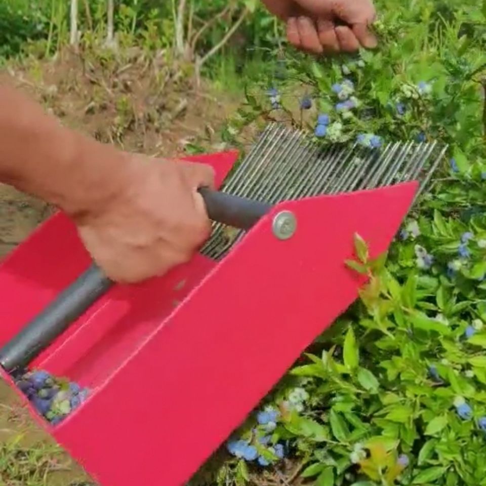 manual efficient blueberry picker hand blueberry harvester fruit picking machine