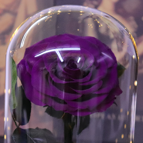 Hot Selling Eternal Roses Preserved Flowers Rosas Eternas Preserved Spray Roses Handmade Preserved Roses in Glass Dome