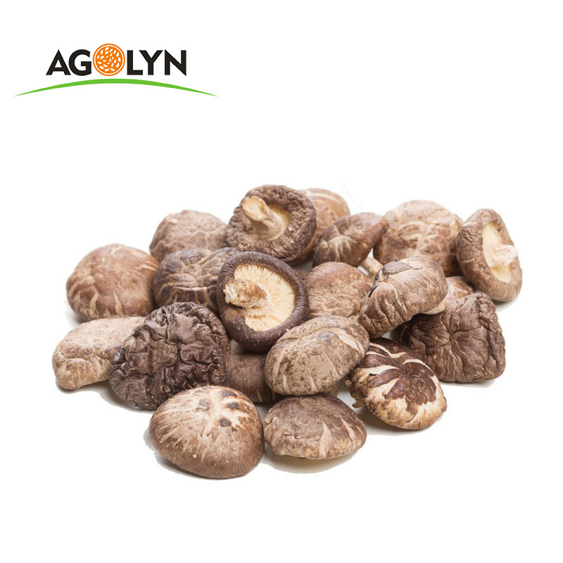 Best selling wholesale good price dried shiitake oyster mushroom