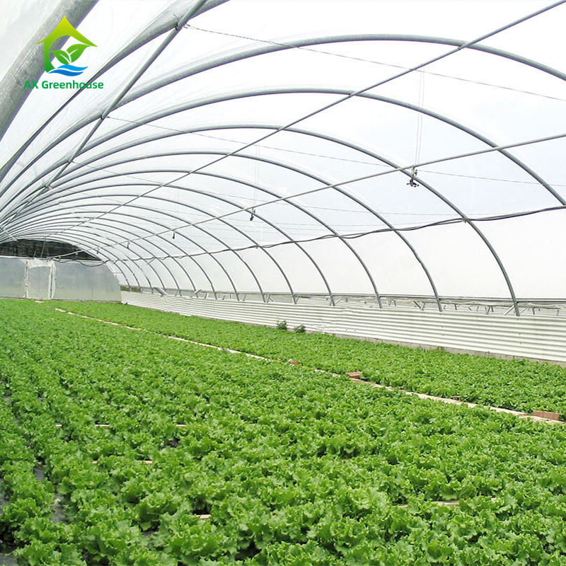 Commercial Tropical Pe Film Plastic Metal Frame Structure Growing Seedling Sawtooth Tunnel Greenhouse For Tomato