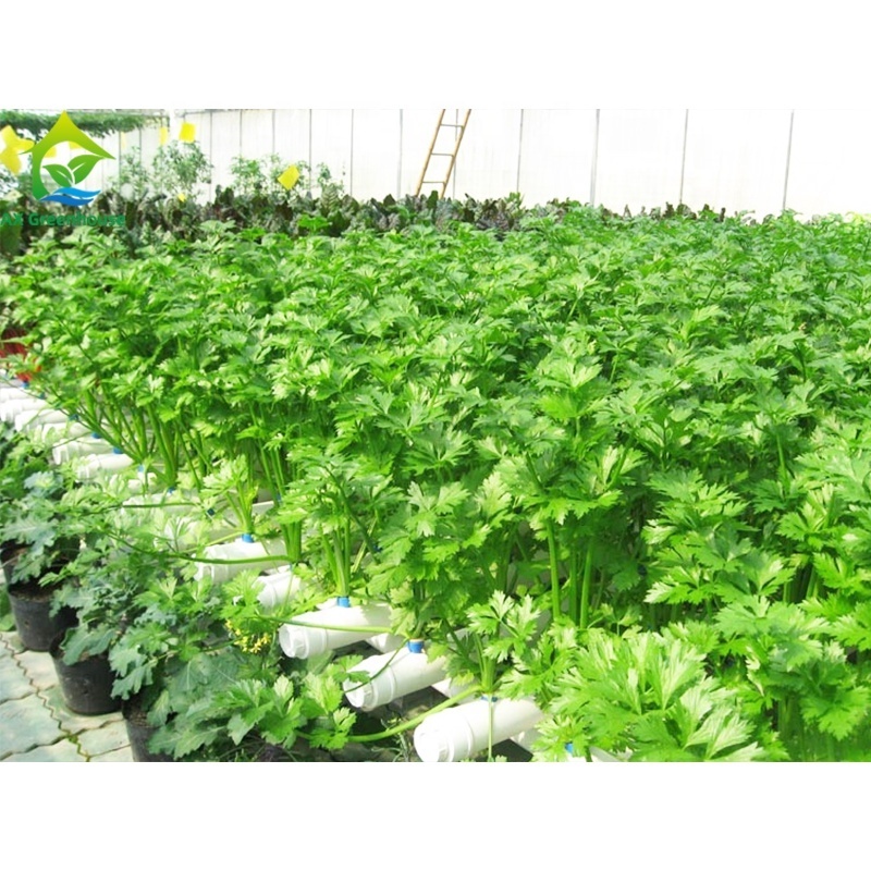 High-tech greenhouse used aquaponics systems for commercial aquaponic sets sale