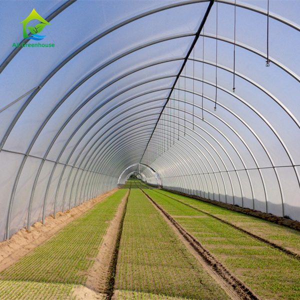 Commercial Tropical Pe Film Plastic Metal Frame Structure Growing Seedling Sawtooth Tunnel Greenhouse For Tomato