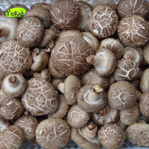 China Frozen Mushroom Export Price