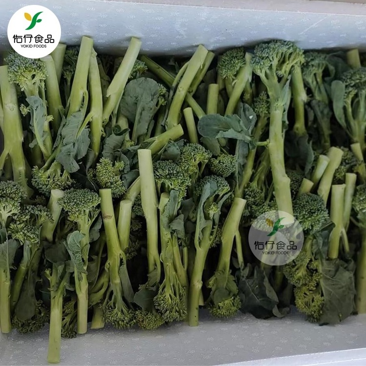 New crop wholesales Fresh broccolini