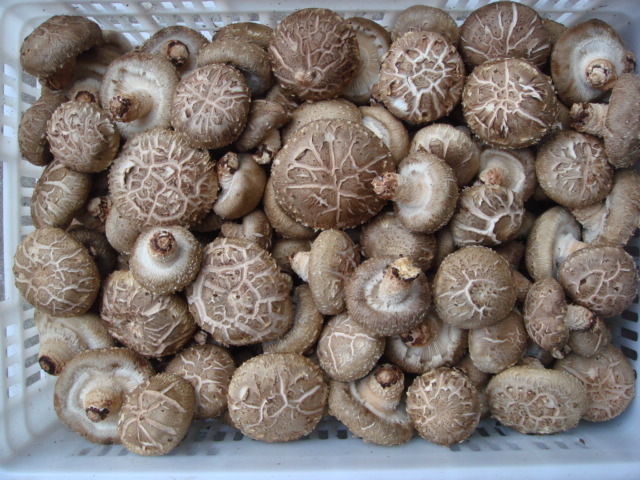 China Frozen Mushroom Export Price