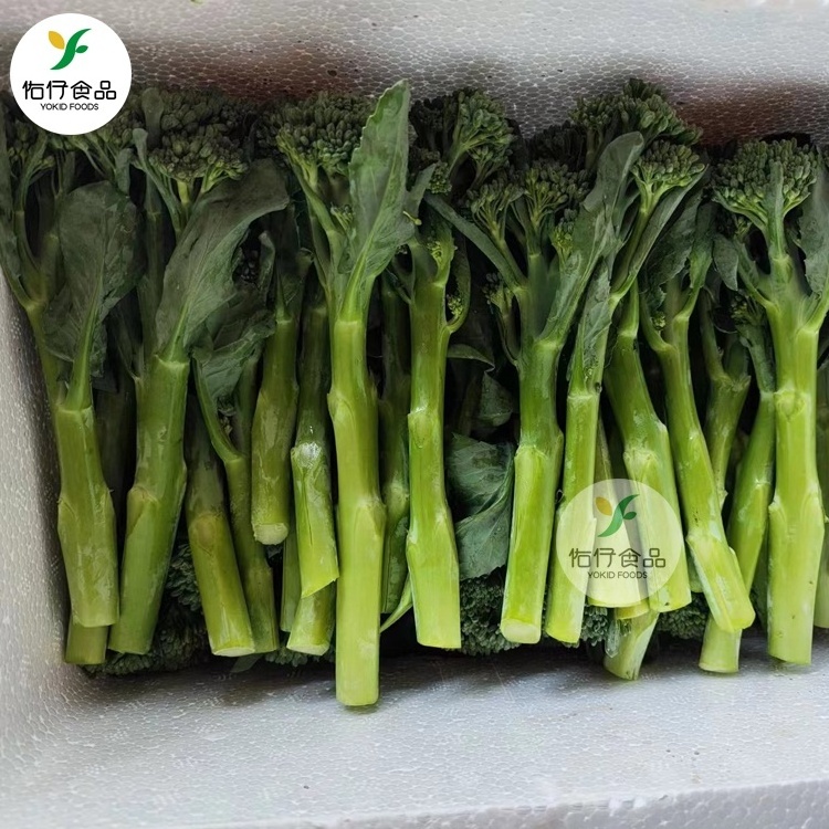 New crop wholesales Fresh broccolini