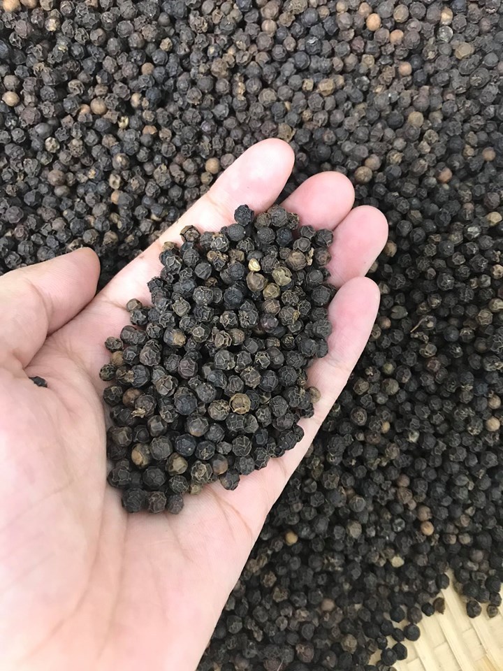 Black Pepper 5MM With Very Good Price from Vietnam