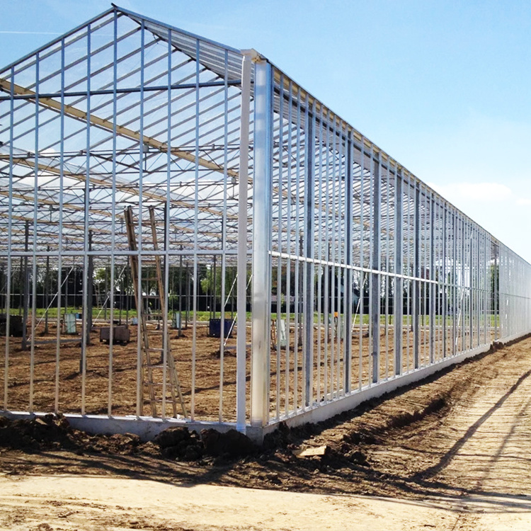 serra di vetro Galvanized Steel Frame Hydroponic Growing System Agricultural Venlo Greenhouse Glass Greenhouse