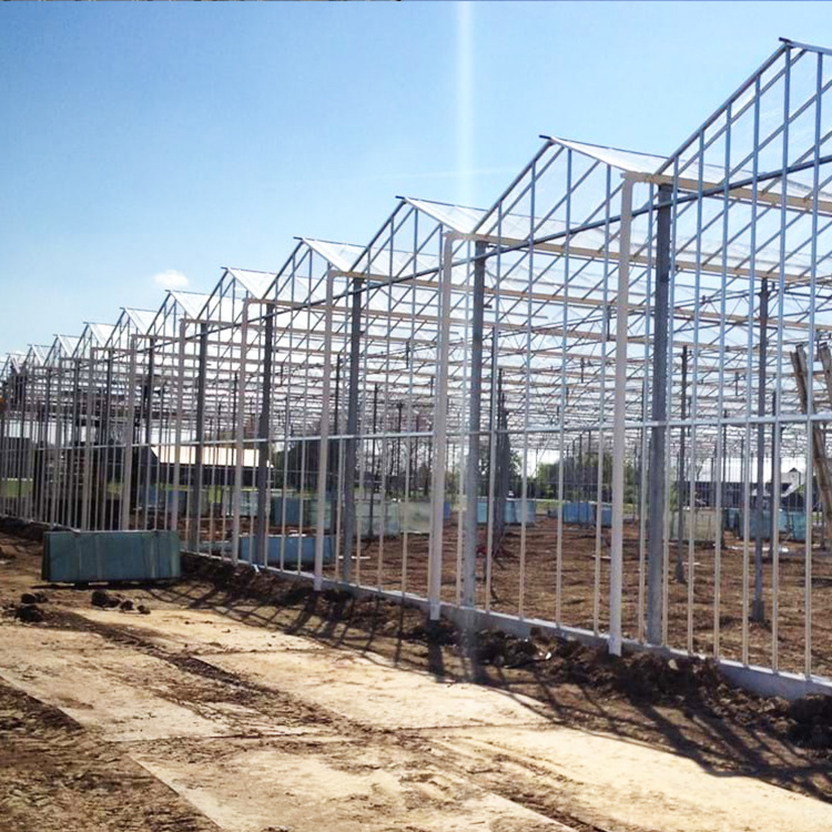 serra di vetro Galvanized Steel Frame Hydroponic Growing System Agricultural Venlo Greenhouse Glass Greenhouse