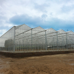 serra di vetro Galvanized Steel Frame Hydroponic Growing System Agricultural Venlo Greenhouse Glass Greenhouse