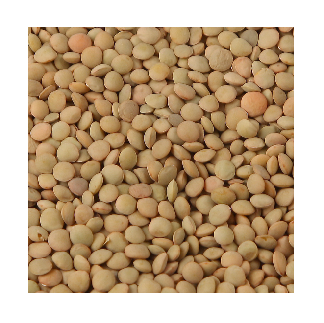 New Crop Wholesale Green Lentils Export Price Cheap Lentil Green