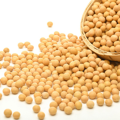 Sprouting and Food Grade Yellow Soybeans Top Quality Dry Soya Beans Non-gmo Soybean