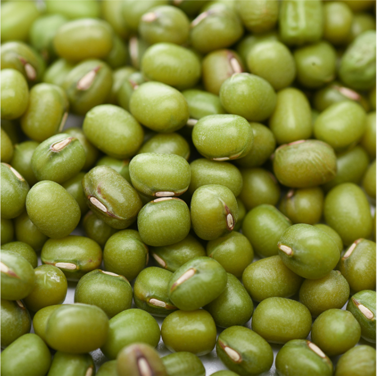 Proper Price Top Quality Healthy Low Fat Green Bean Grain Food Bulk Dried Mung Bean