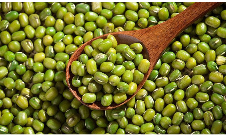 Proper Price Top Quality Healthy Low Fat Green Bean Grain Food Bulk Dried Mung Bean