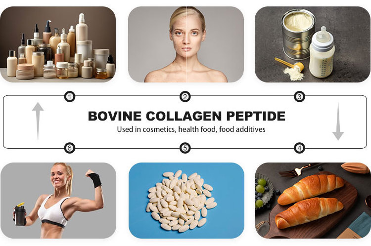 New bovine collagen protein powder halal bovine collagen powder