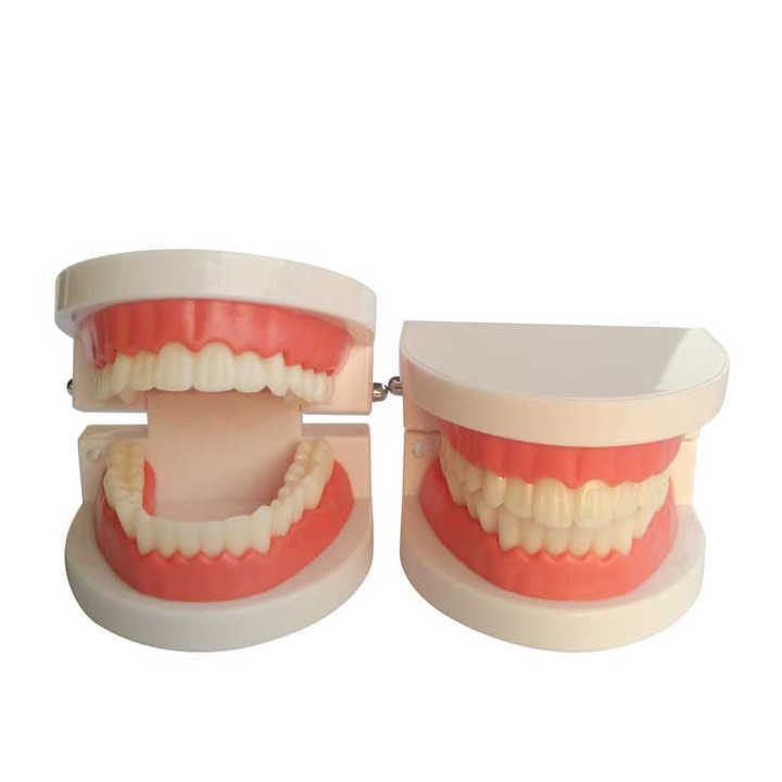 Dental Demonstration Orthodontic Model with Metal Wires and Bracket ...